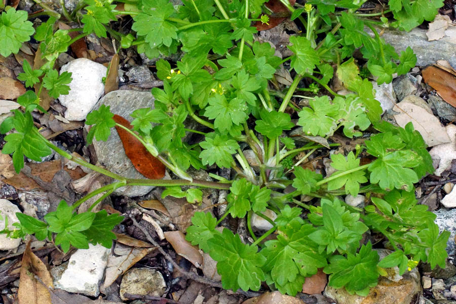 Ranunculus parviflorus
